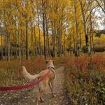 Horseshoe Trail