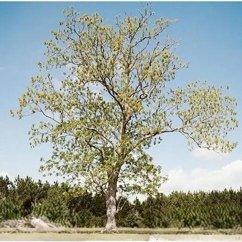 This is the tree our ceremony will be held under.