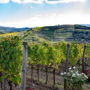 Chianti Safari: Tuscan Villas with vineyards, Cheese, Wine & Lunch from Florence