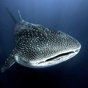 Swimming with Whale Sharks