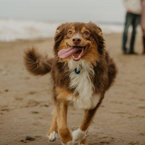 Gracie's Pet Toy Fund