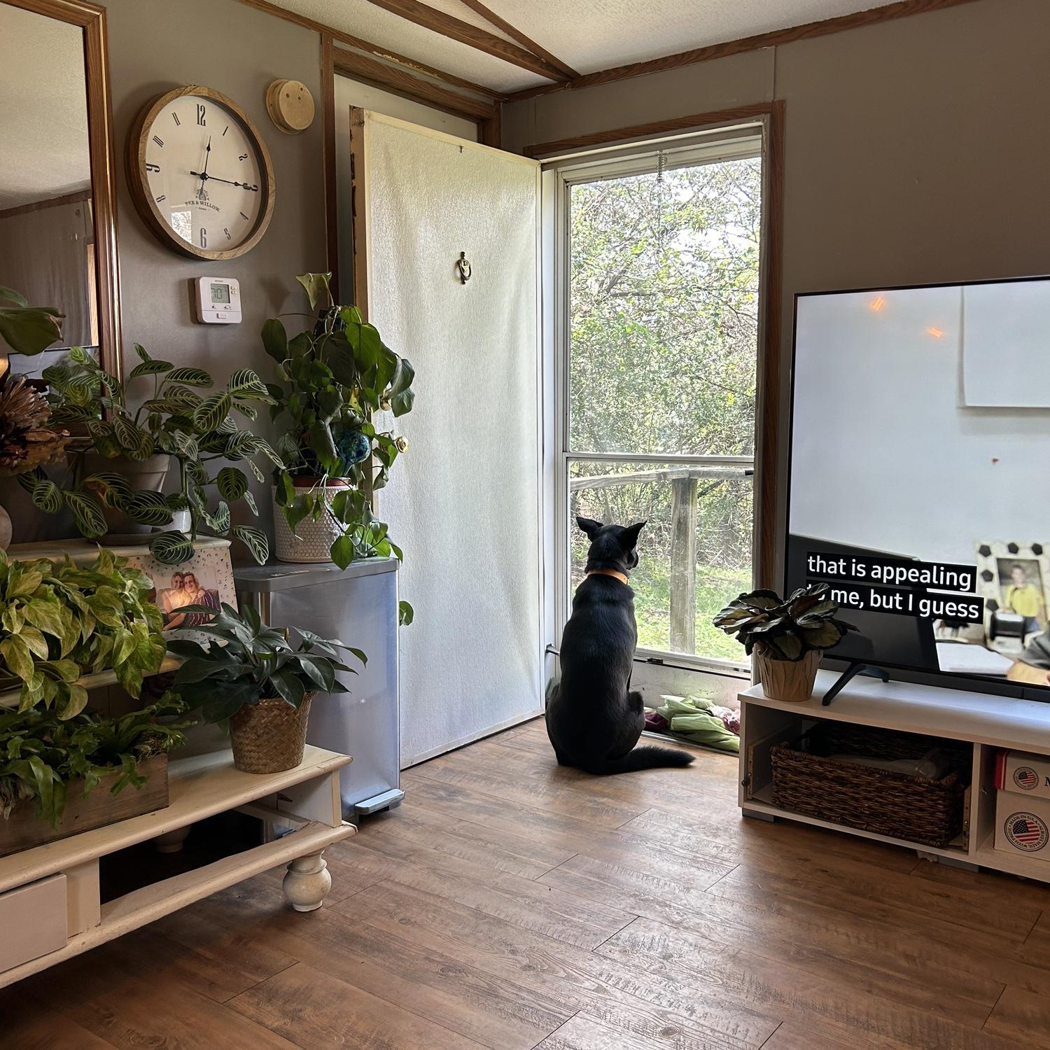 Home hangin' with the pups - 09.04.24