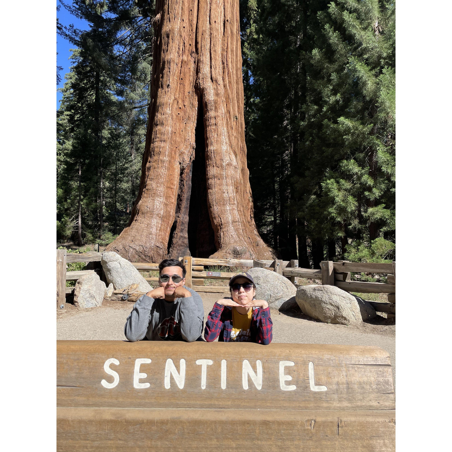 Sequoia