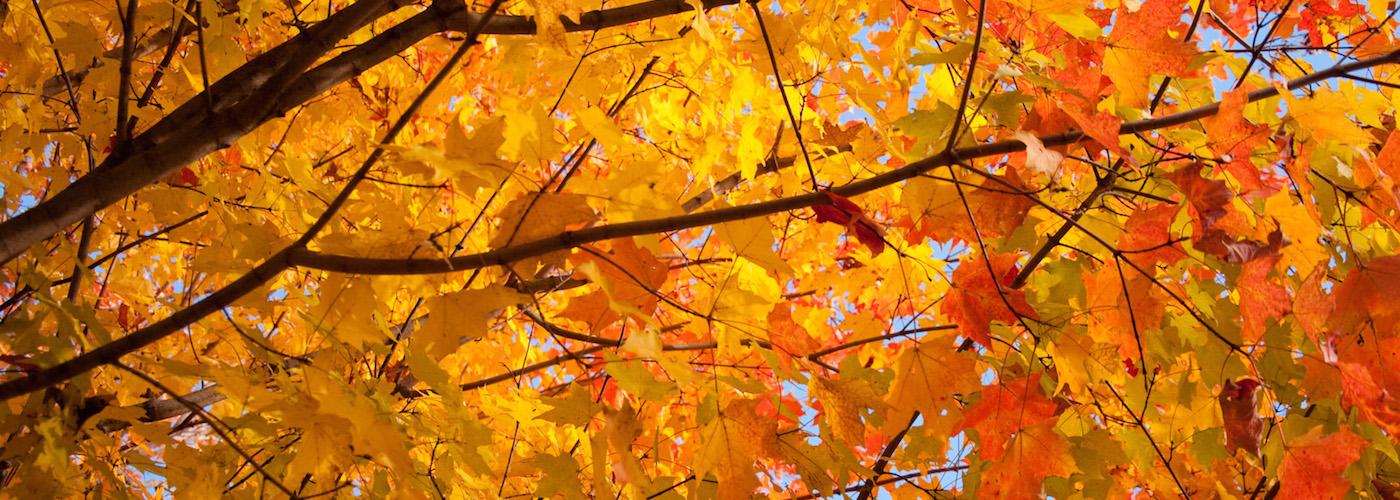 The Wedding Website of Lance Linderman and Breanna Heater