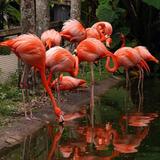 Flamingo Gardens