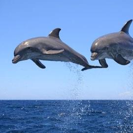 Swimming with Dolphins