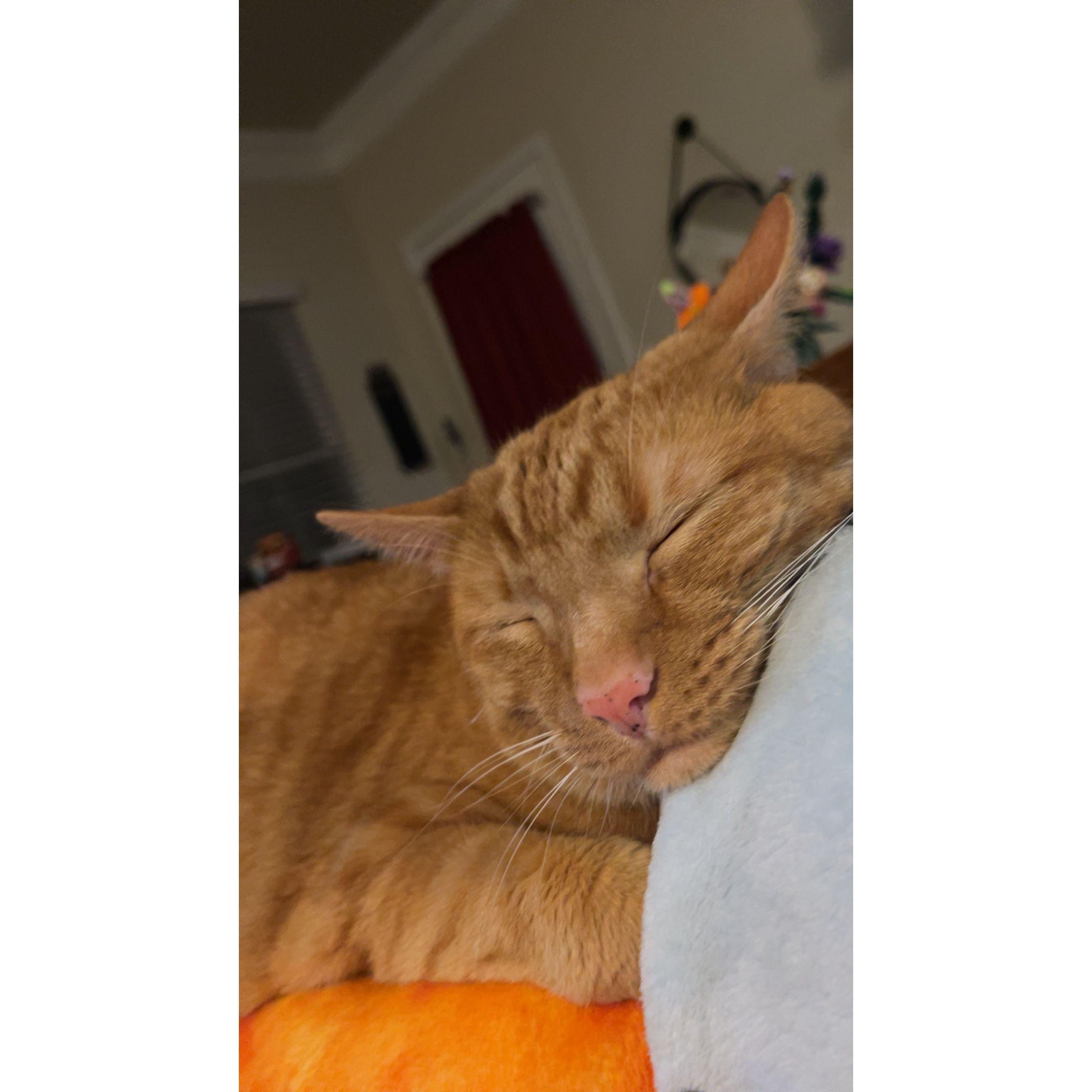 The best boy, Pimento Cheese, taking a snooze