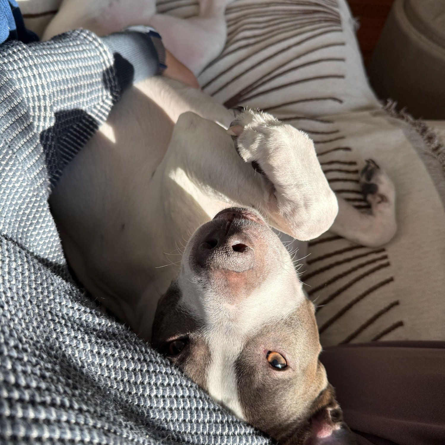 Our dog Solana