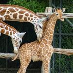 Fort Worth Zoo