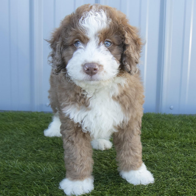 Future Bernedoodle Puppy Fund