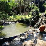 Ginger Pond