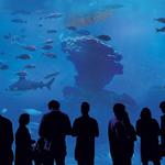 Palma Aquarium