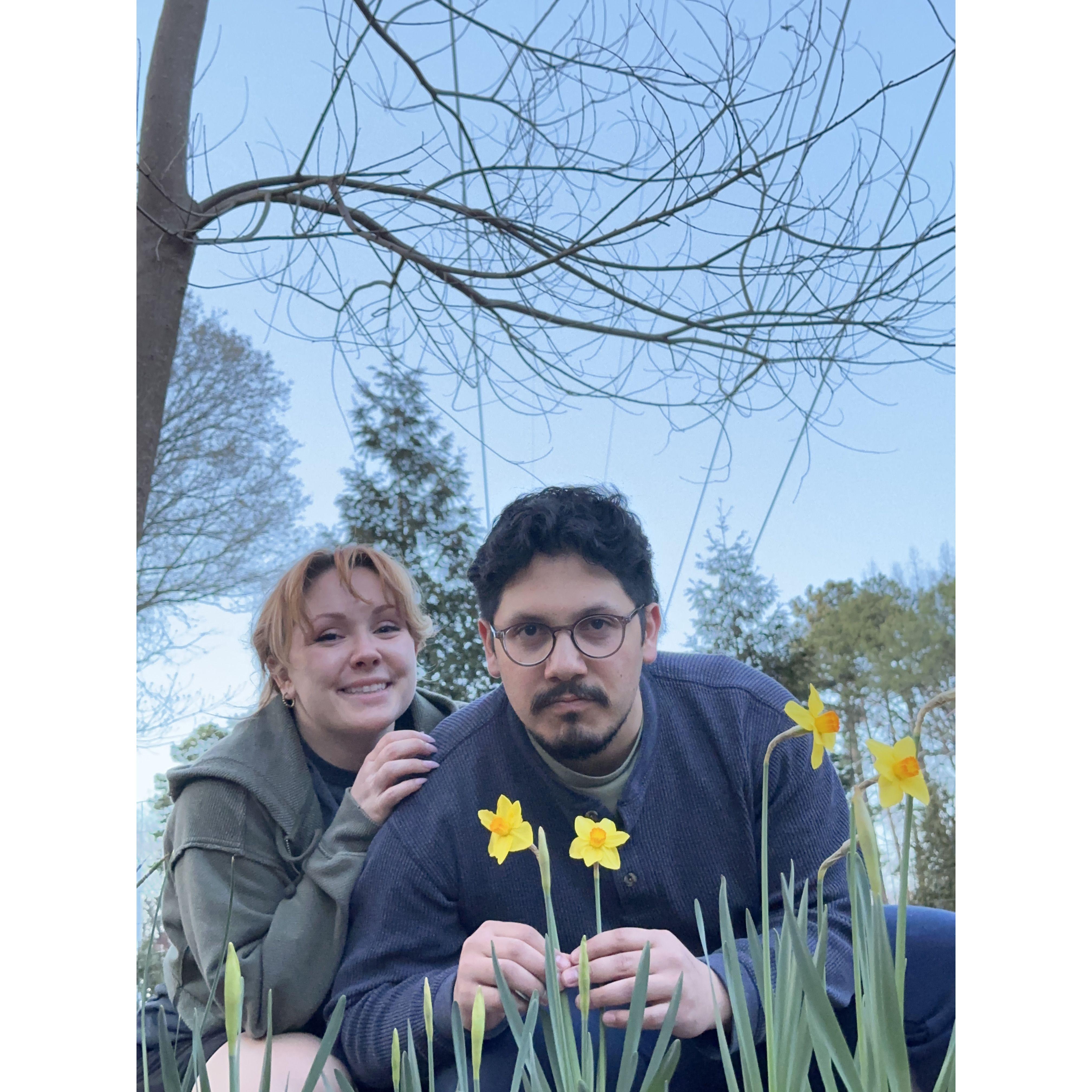 Spring bulbs flowering in our garden plot.