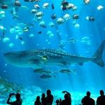 Georgia Aquarium