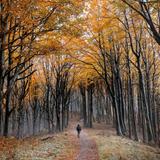 Parco Nazionale delle Foreste Casentinesi, Monte Falterona e Campigna