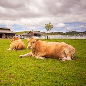 Help us support Charlie's Acres