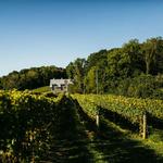 Dablon Vineyards & Winery