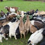 Portland Goat Parties