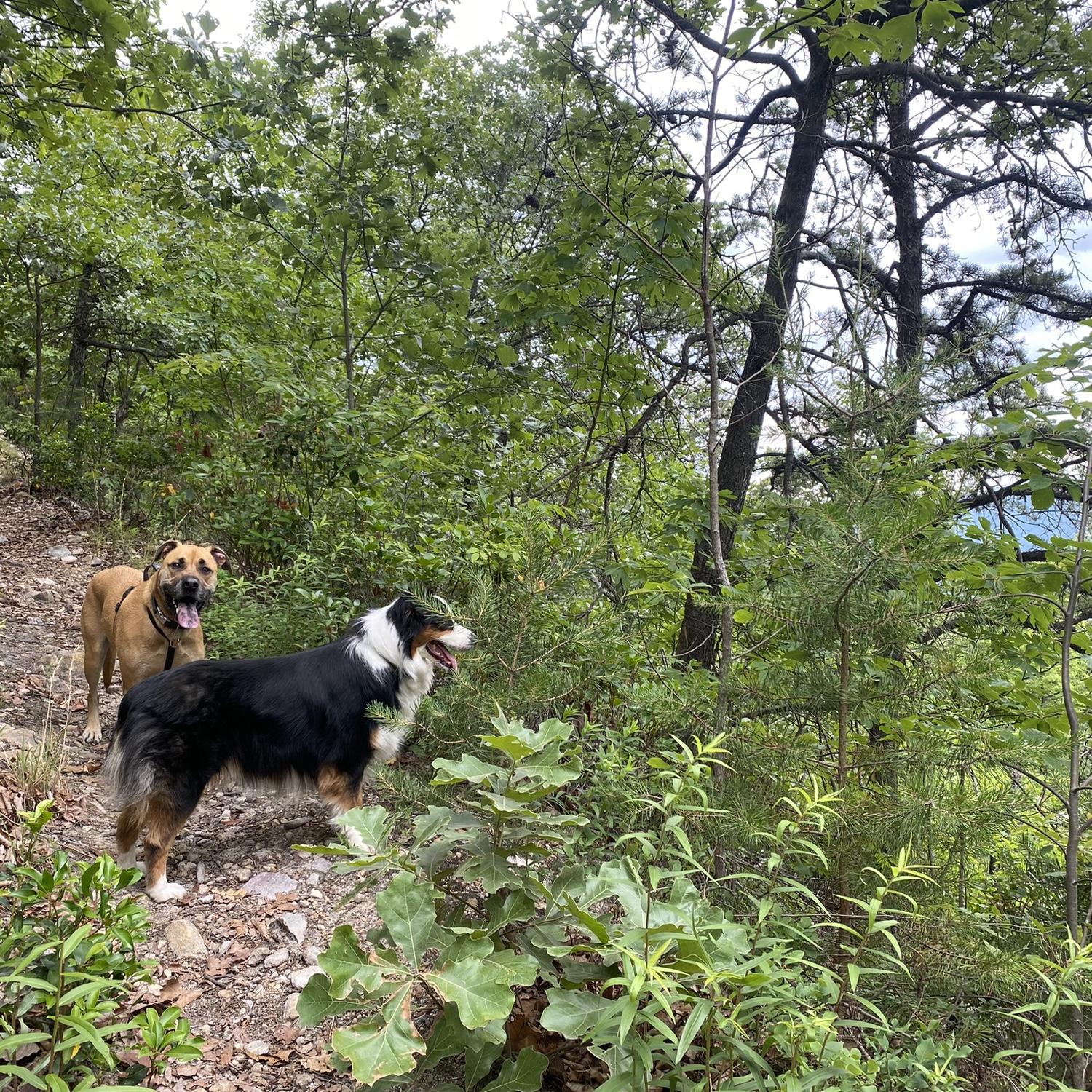 Hiking in Shenandoah with our boys!