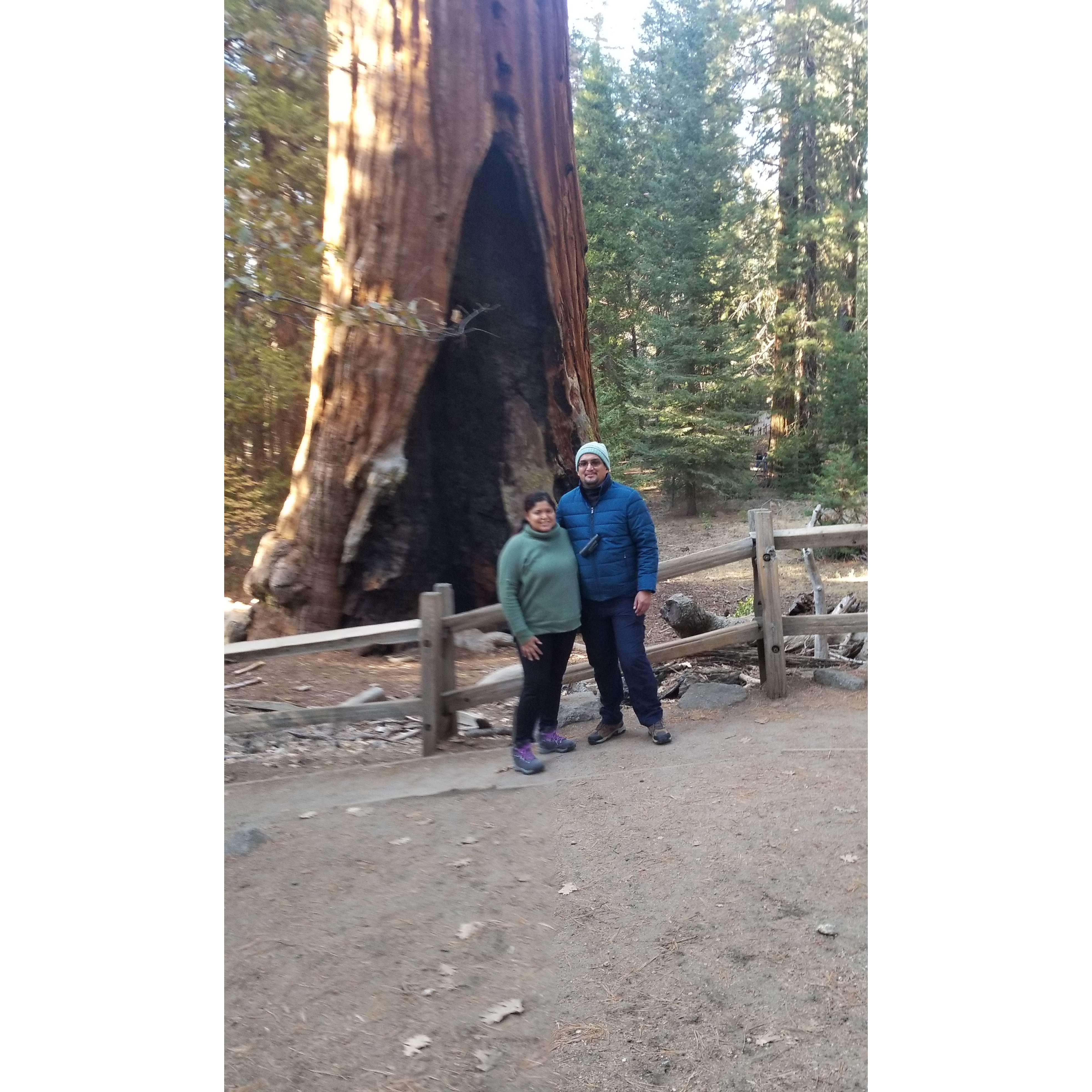 Trip to Sequoia National Park