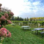 Bowers Harbor Vineyards