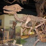 Rocky Mountain Dinosaur Resource Center