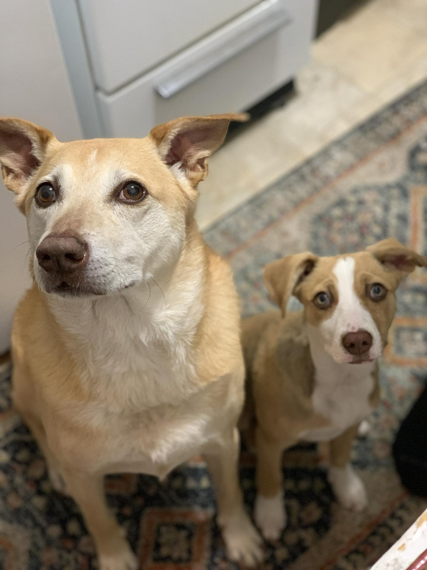Baylie and Solar