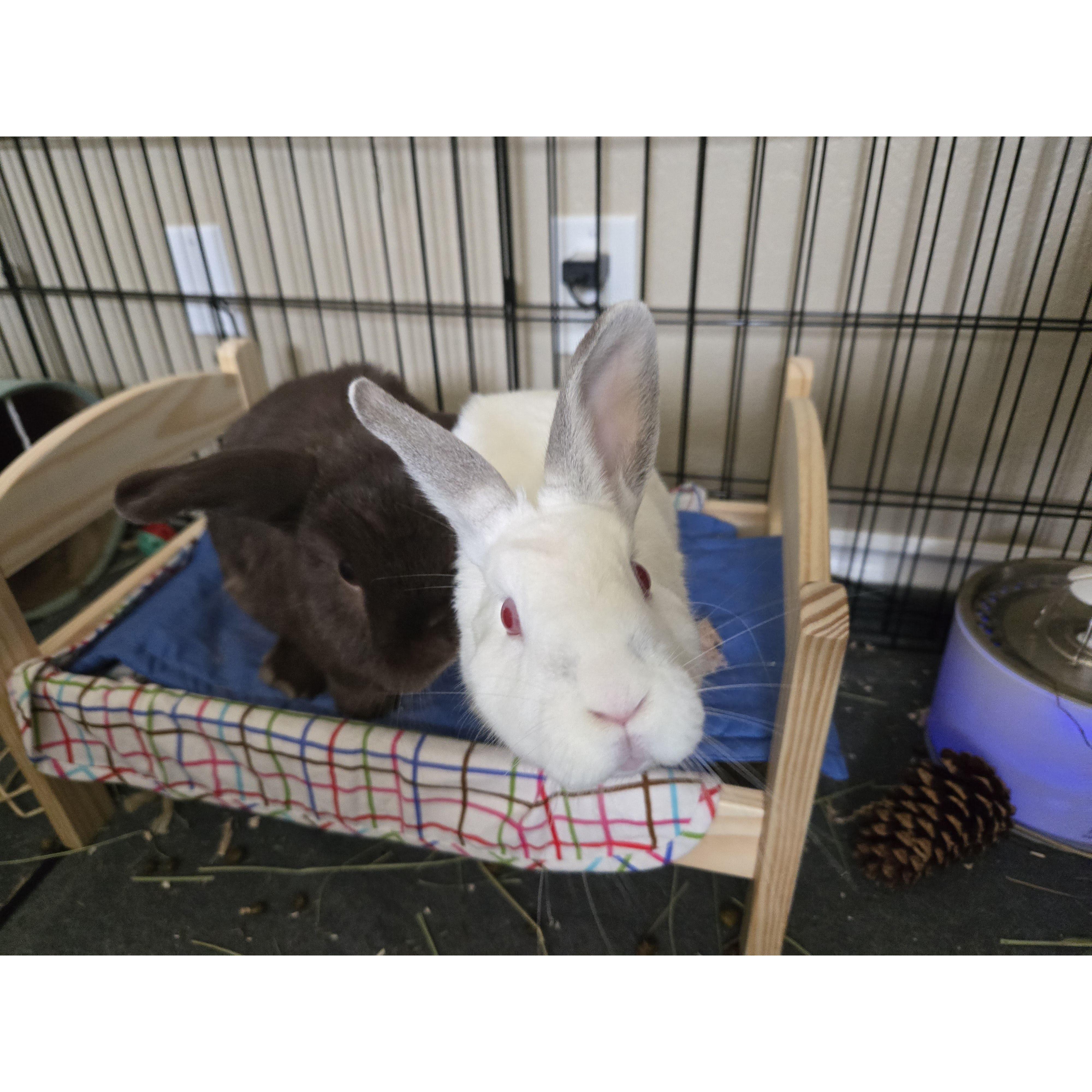 Of course we have to include some photos of our 'fur babies'! Here are 2 of our three bunnies - Mochi and Sno Ball!