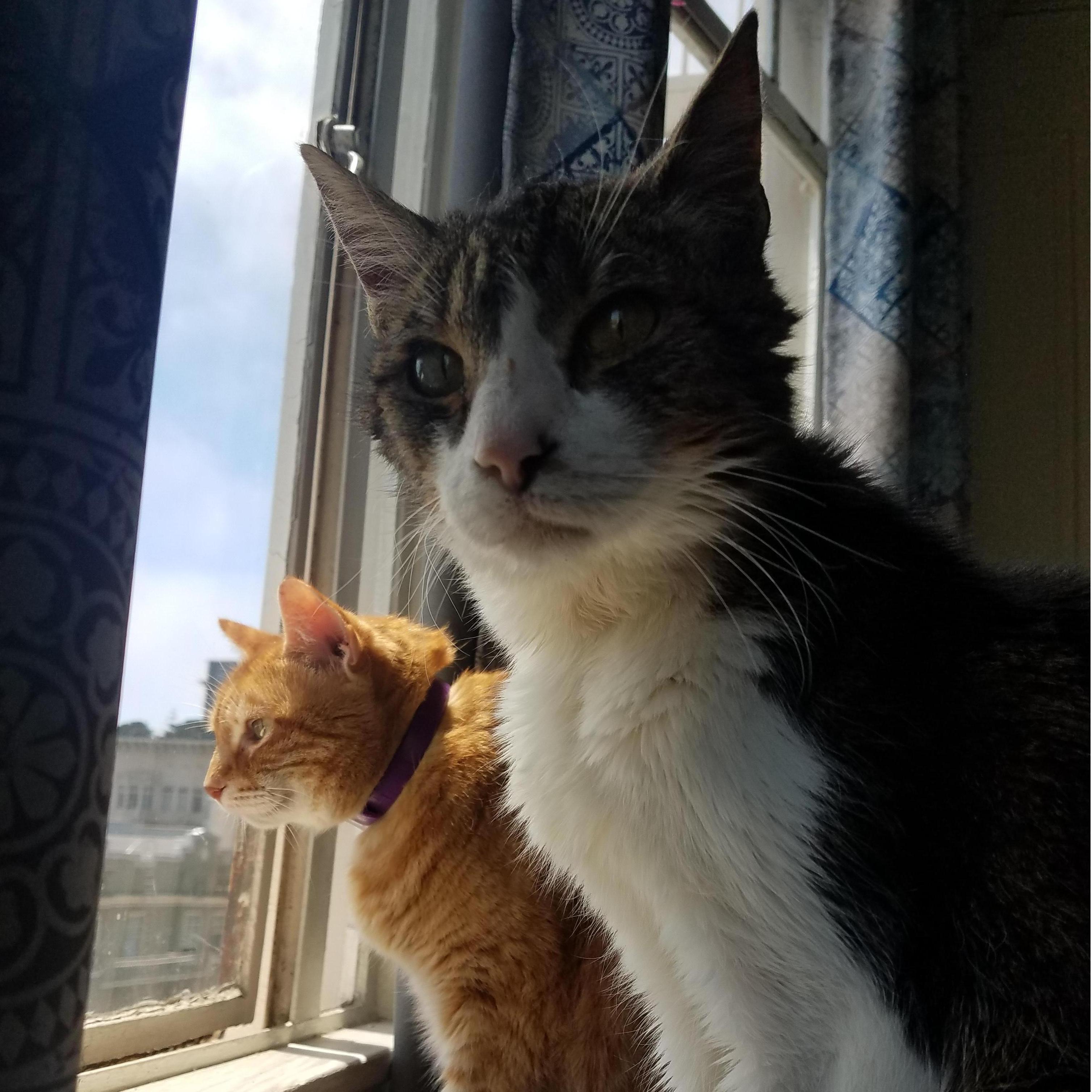 Penney (left) & Kip (RIP) -- the best kitties! Enjoying the view in SF