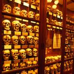 The Mütter Museum at The College of Physicians of Philadelphia