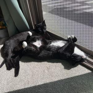 Spoiled Kitties