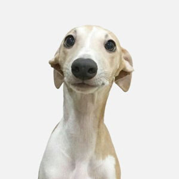 Puppy Fund