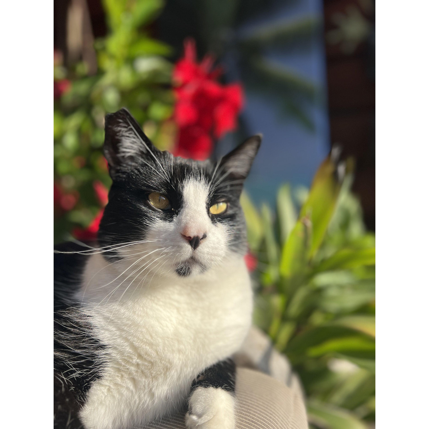 Bodhi the Beefcake, our favorite little weirdo.