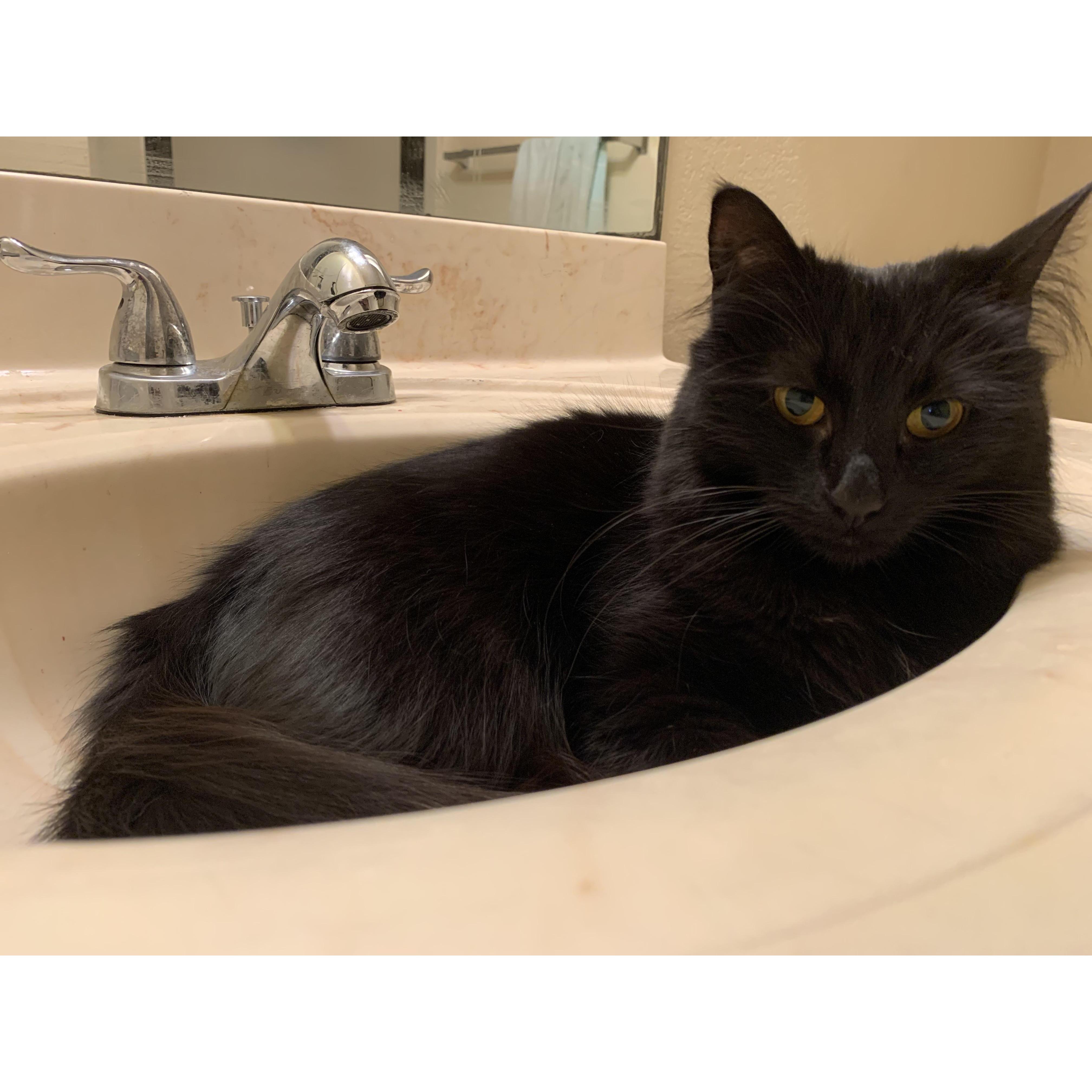 Above all, Lynx loves the sink.