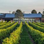 Newport Vineyards
