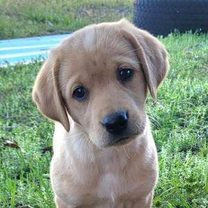 Our New Puppy