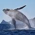 Whale Watch Cabo
