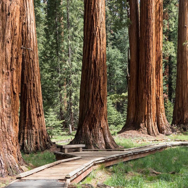 Picnic Among the Sequoias