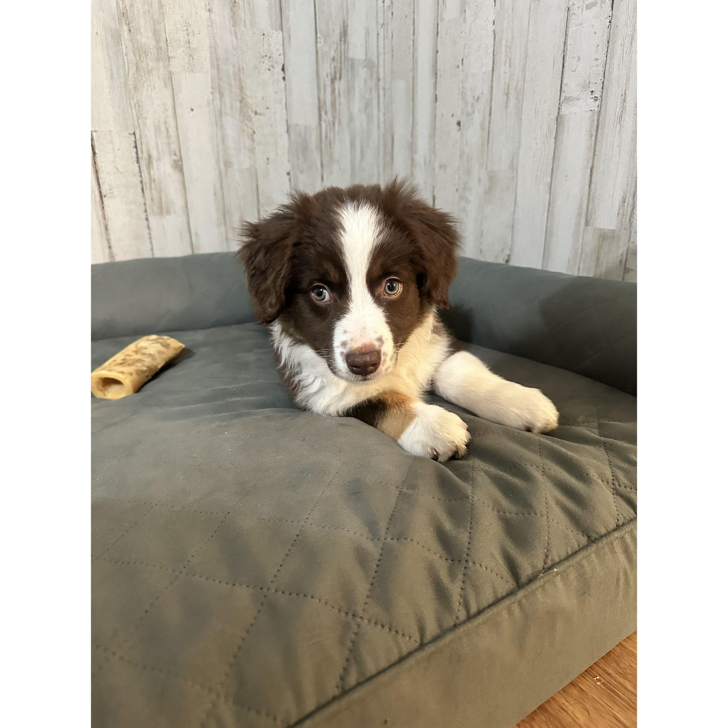 Our second furbaby, Millicent B. Kelly!