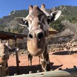 Cheyenne Mountain Zoo