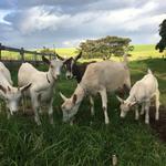 Jumpin Good Goat Dairy