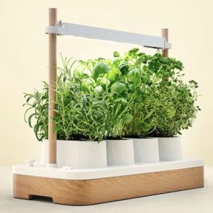 Auk Mini Bundle