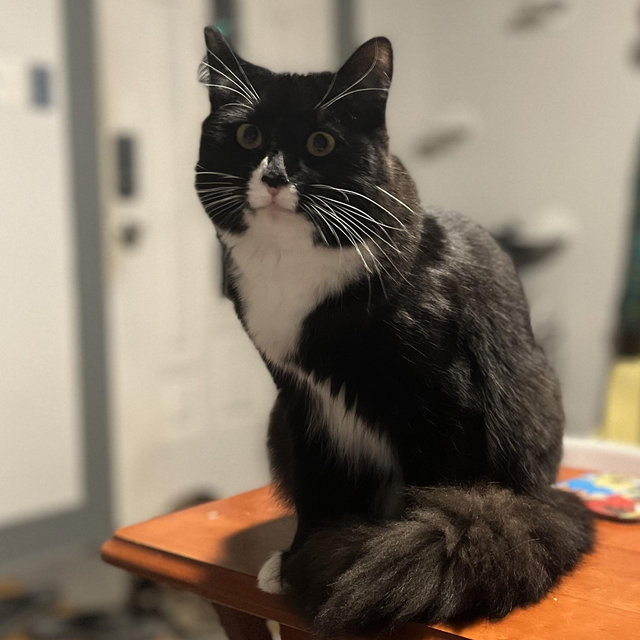 Catio fund