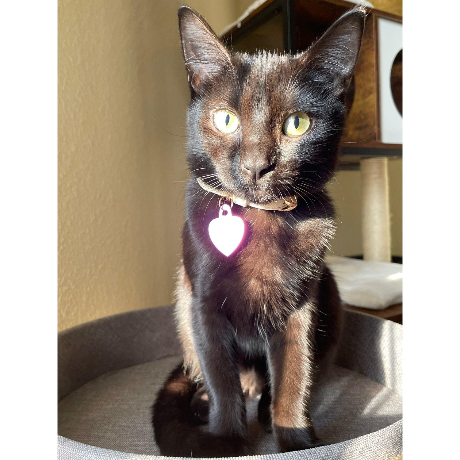 Onyx