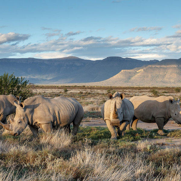 Night with the Rhinos!