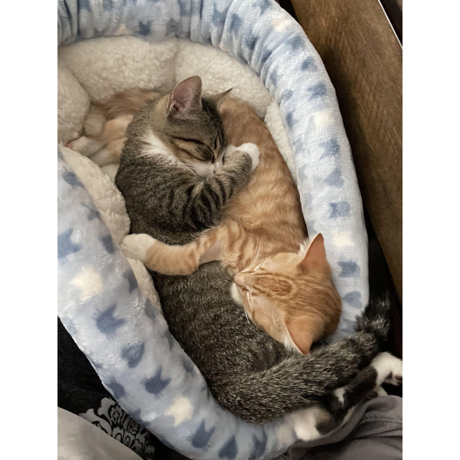 The first new members of the family.