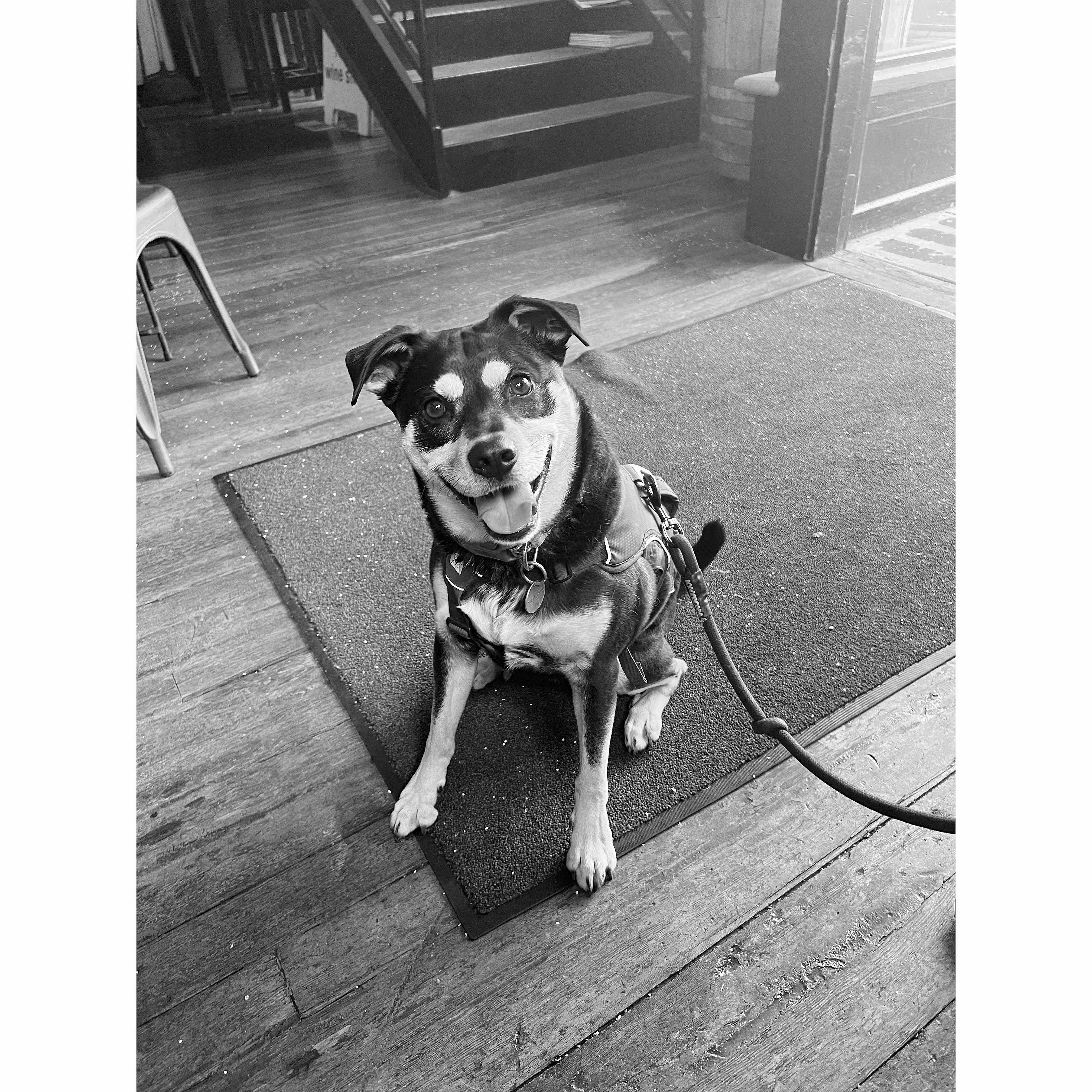 Mitch, our 4 year old rescue dog