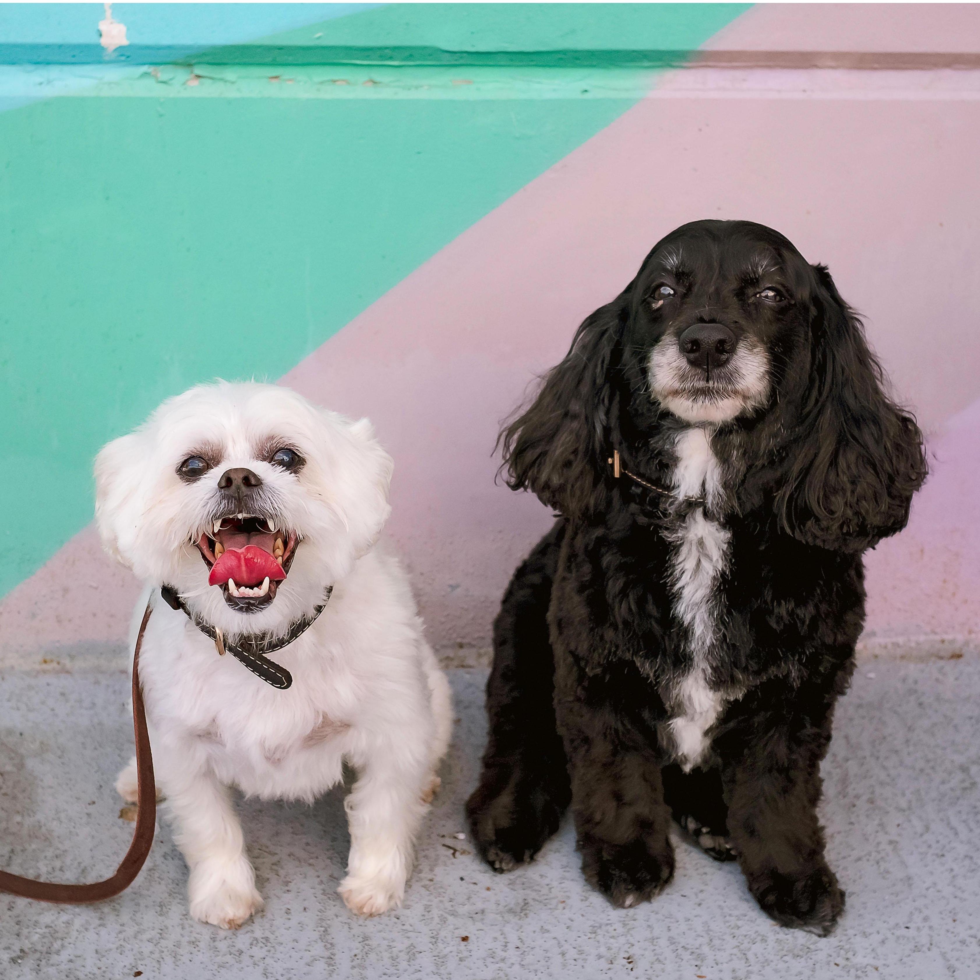 Our pups! Bo (left) and Noodles (right)
