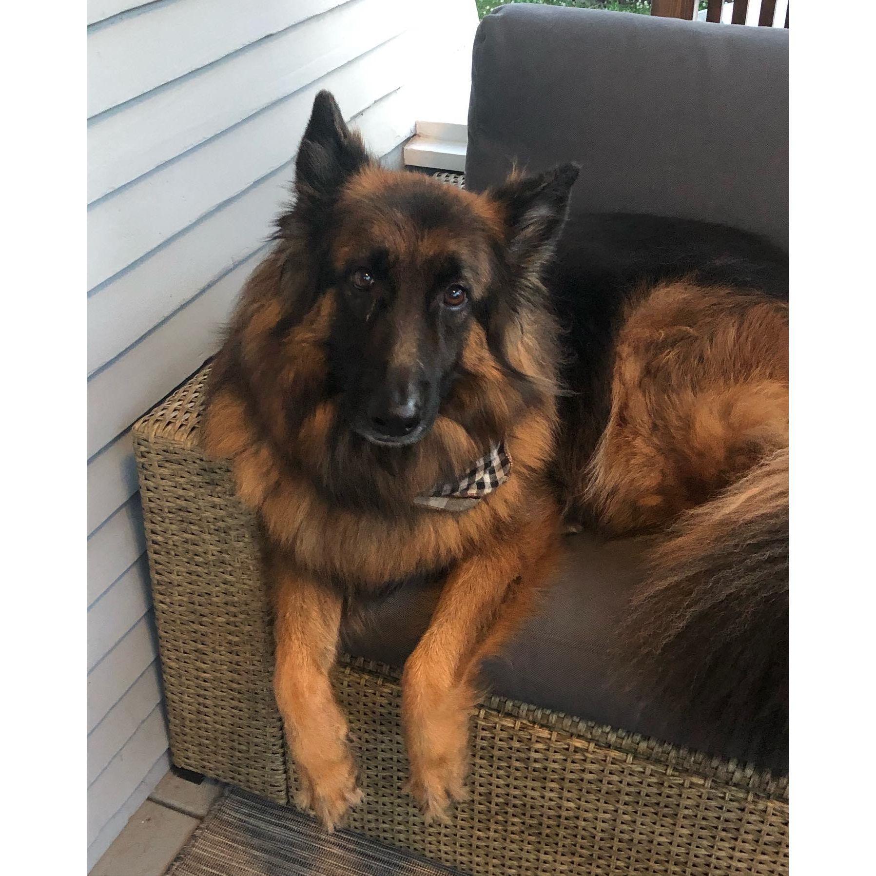 Teddy Bear enjoying the front porch