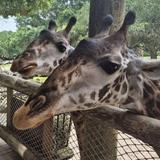 Brevard Zoo